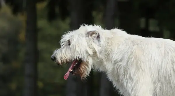 Perro blanco con pelaje largo y desaliñado, jadeando con la boca abierta. Podría ser un síntoma de tos cardiaca en perros.