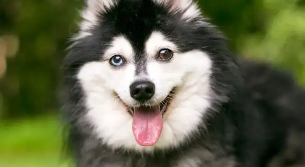 Un adorable alaskan klee kai con heterocromía, lengua afuera y pelaje negro y blanco, sonriendo en un jardín.