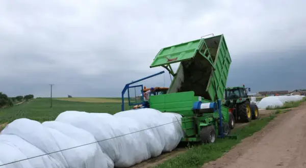Maszyna rolnicza pakuje kukurydzę na kiszonkę w białe worki. Ciągnik z przyczepą stoi obok.