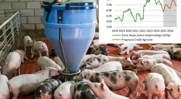 Po ile świnie w skupie? Sprawdź, jak uniknąć strat przy sprzedaży
