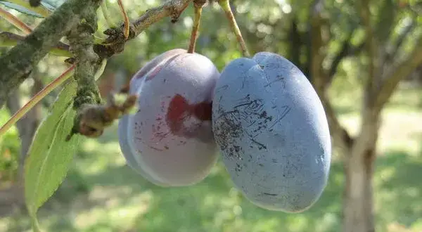 Kiedy sezon na śliwki? Sprawdź, kiedy cieszyć się świeżymi owocami