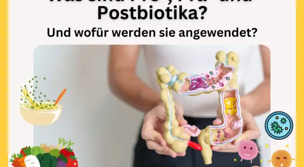 Ein Darmmodell wird gehalten, daneben eine Schüssel mit Essen und ein Korb voller Gemüse. Die Grafik erklärt, was präbiotika und probiotika sind.
