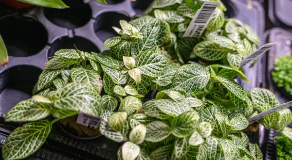 Rośliny do terrarium: przewodnik po wyborze, sadzeniu i bezpieczeństwie