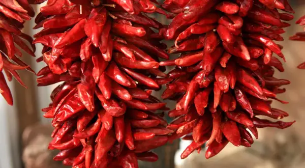 Getrocknete rote Peperoncini hängen in Bündeln. Diese scharfen Chilis, auch Peperoncino genannt, sind ein Muss für würzige Gerichte.