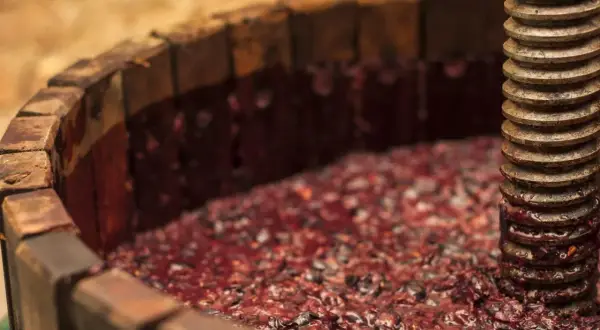 Vino fatto in casa in lavorazione: uva pigiata in un torchio di legno, pronta per la fermentazione.