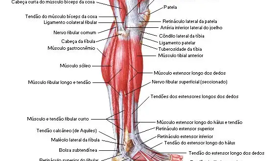 Todo sobre los músculos de la pierna: funciones y anatomía detallada
