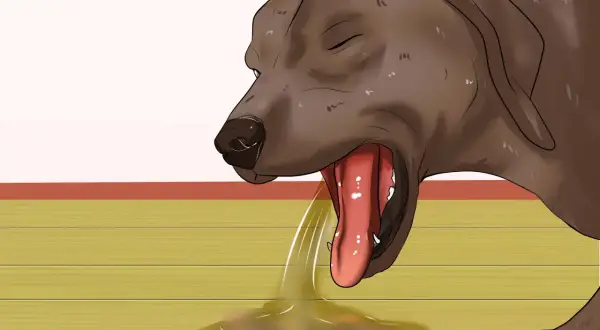 Un perro con la boca abierta y la lengua fuera, vomitando líquido amarillento. Una señal de cómo saber si un perro está deshidratado.