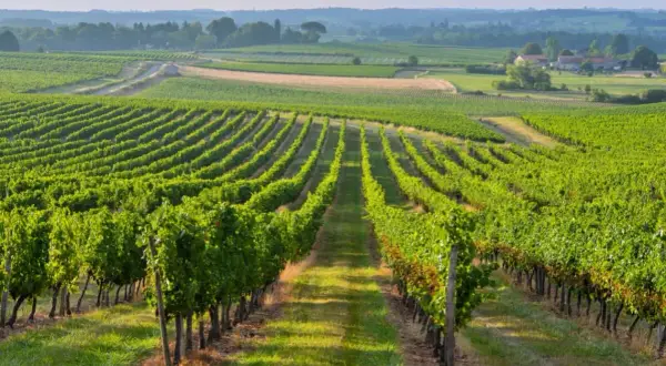 Paysage de vignobles verdoyants à perte de vue, idéal pour un séjour vignoble Bordeaux.