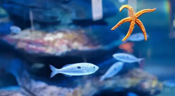 Oceanarium bilety – sprawdź ceny i zniżki na wstęp do oceanariów