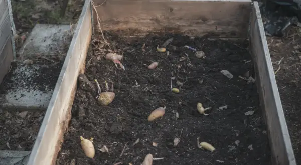 Potatis som börjat gro i en odlingslåda, redo att kupa potatis.