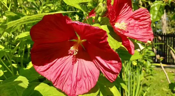 Dwa wielkie, czerwone kwiaty hibiskusa bagiennego kwitną w ogrodzie. Ich uprawa jest prosta, a efekt zachwyca.