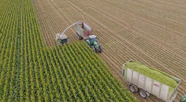 Macchinari agricoli raccolgono mais per fare insilato di erba in un campo.
