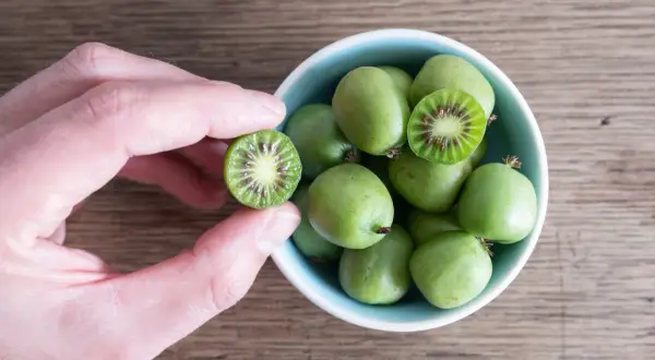 Kiwi w Polsce? Tak! Uprawa mrozoodpornego mini kiwi krok po kroku.
