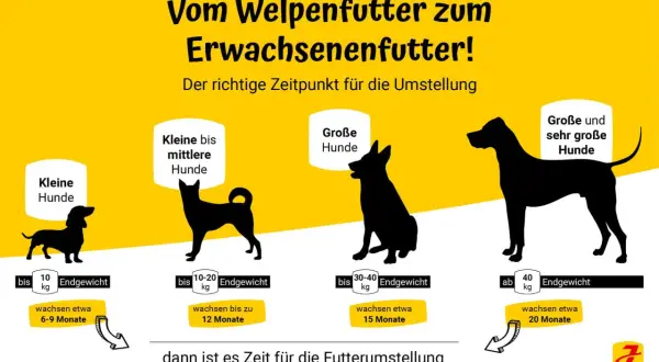 Infografik zeigt, wie lange Welpenfutter für verschiedene Hundegrößen. Kleine Hunde bis 10 kg bis 6-9 Monate, mittlere bis 20 kg bis 12 Monate, große bis 40 kg bis 15 Monate, sehr große über 40 kg bis 20 Monate.