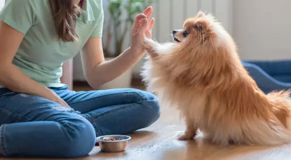 Frau gibt einem Pomeranian High Five beim Hund Training zu Hause. Leckerli-Schale steht bereit.