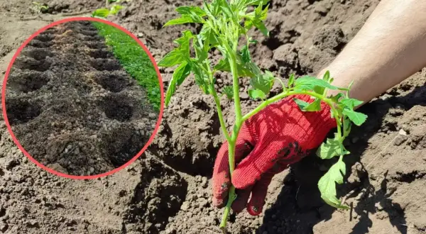 Ręka w czerwonej rękawiczce sadzi pomidora. W oddali widać przygotowane do sadzenia dołki.