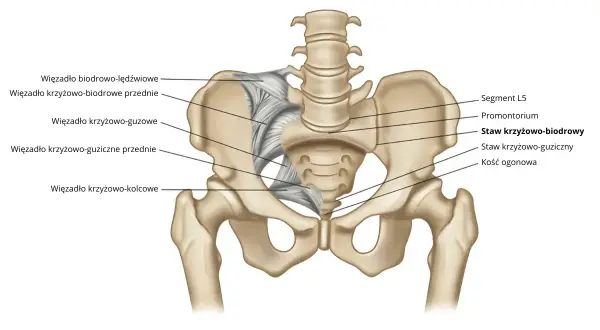Anatomia stawu krzyżowo-biodrowego, z zaznaczonymi więzadłami i kością ogonową. Sklerotyzacja stawu krzyżowo-biodrowego objawy mogą być związane z tymi strukturami.