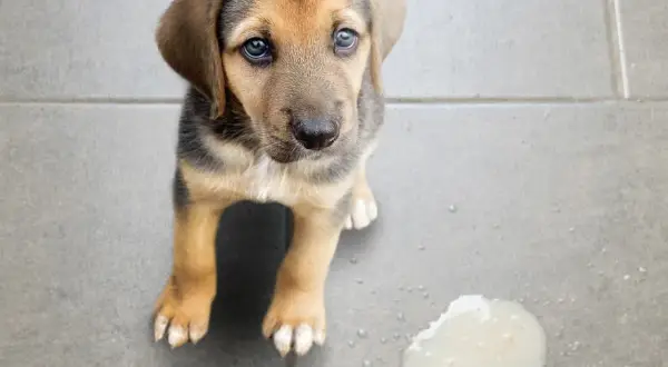 Pies wymiotuje? Kiedy pilnie do weterynarza, a kiedy domowa opieka?