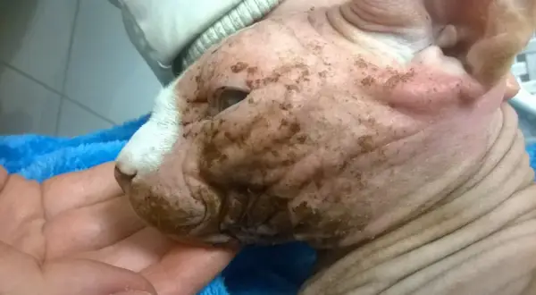 Głowa kota rasy Devon Rex z widocznymi zmianami skórnymi i brązowymi nalotami.