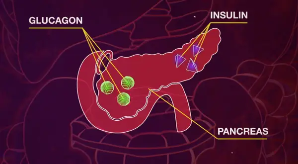 Il pancreas produce insulina e glucagone, ormoni essenziali per regolare la glicemia.