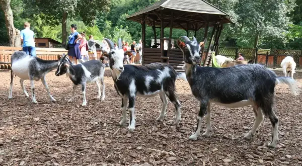 Koziołki i kozy w zoo oliwskim pozują do zdjęć. W tle widać ludzi i drewnianą altanę.