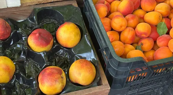 Brzoskwinia i nektarynka, dwie odmiany owoców, leżą obok siebie w drewnianej skrzynce i czarnej plastikowej skrzynce.