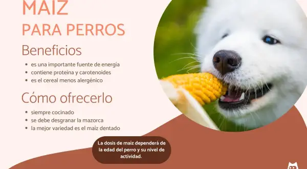 Un perro blanco y esponjoso muerde una mazorca de maíz. El maíz es un cereal beneficioso para perros, aportando energía y nutrientes.