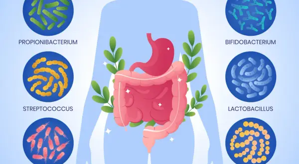Illustrazione del corpo umano con dettagli su stomaco e intestino, circondato da diverse specie batteriche che compongono il microbiota intestinale.