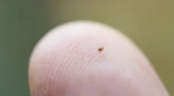 Mała nimfa kleszcza, ledwo widoczna, wędruje po linii papilarnej palca.