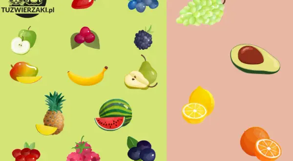 Czy pies może jeść borówki? Na obrazku owoce: truskawka, jabłko, maliny, borówki, jeżyna, gruszka, banan, mango, arbuz, ananas, winogrona, awokado, cytryna, pomarańcza.