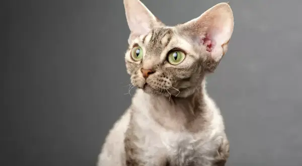 Portret kota rasy Devon Rex z zielonymi oczami i charakterystyczną, falistą sierścią.