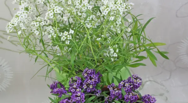 Zwei Töpfe mit Lobularia maritima, gefüllt mit duftenden weißen und violetten Blüten, die einen Hauch von Frühling versprühen.