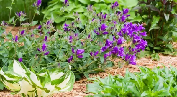 Fioletowe dzwonki, czyli campanula po przekwitnięciu, tworzą bujne kępy wśród zieleni.