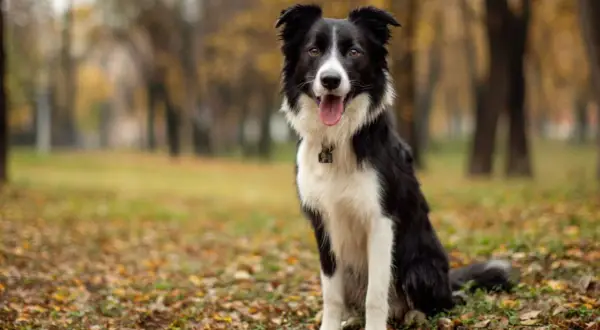 Piękny border collie siedzi na jesiennym tle, z językiem na wierzchu.