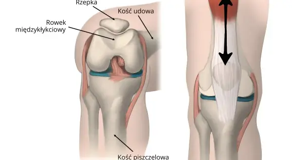 Ilustracja anatomiczna kolana z zaznaczoną rzepką, kością udową i piszczelową.