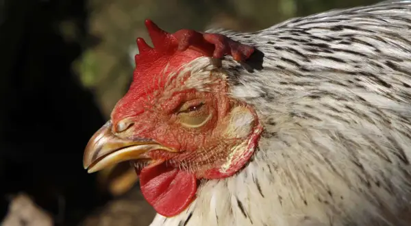 Nahaufnahme eines Huhnkopfes mit roten Kamm und Kehllappen. Das Huhn scheint müde zu sein, vielleicht wegen Kokzidien.