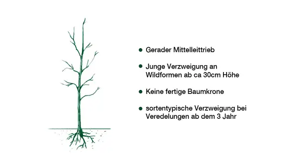 Illustration eines jungen Baumes mit Wurzeln. Zeigt, wie man einen Walnussbaum schneiden kann, um einen geraden Mitteltrieb und eine gute Verzweigung zu fördern.