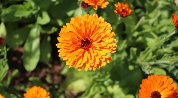 Leuchtend orange Ringelblumen blühen im Sonnenlicht. Ihre Heilwirkung ist bekannt, sie sind ein Symbol für Vitalität.