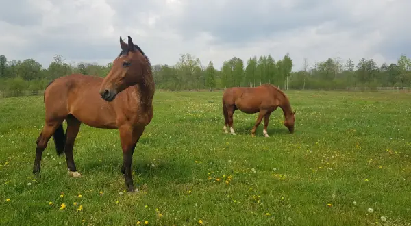 Dwa konie na łące pełnej mniszków lekarskich. Jeden stoi, drugi je. Piękny widok z ośrodka sportów konnych Vidavia.