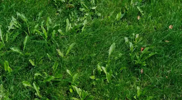 Gęsta, zielona trawa z licznymi, rozetkowatymi chwastami jednoliściennymi, które zaczynają dominować nad trawnikiem.