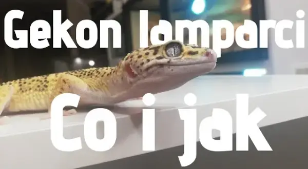 Jak rozpoznać płeć u gekona lamparciego - proste metody i wskazówki