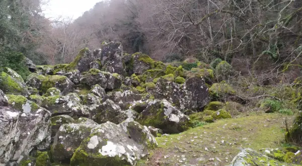 Rocce muschiate e alberi spogli nel bosco delle fate di Acquapendente, un luogo incantato dove la natura regna sovrana.