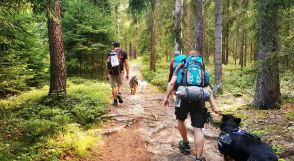 Wanderer mit Rucksäcken und Hunden auf einem Waldweg in einem Berg in Sachsen.