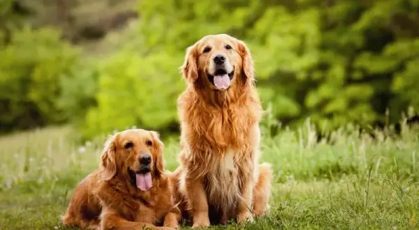 Golden Retriever: Ile kosztuje? Uniknij ukrytych wydatków!