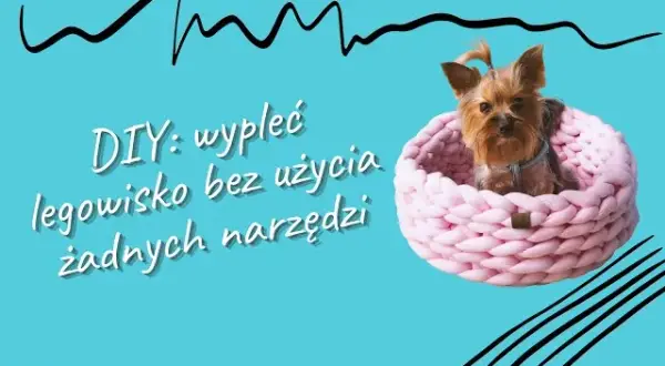 Jak zrobić legowisko dla psa z koca - proste i tanie rozwiązanie