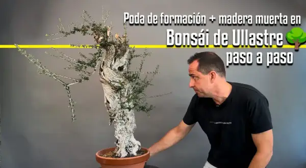 Hombre trabajando en un bonsái de ullastre, mostrando la poda de formación y la madera muerta. La **madera de acebuche** se transforma en arte.