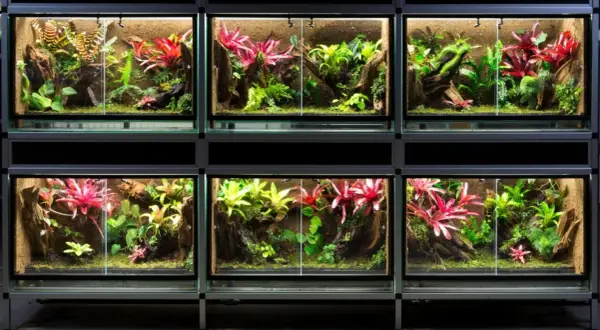 Wiele terrariów z bujną roślinnością, idealnych do hodowli patyczaków. Kolorowe bromelie i paprocie tworzą miniaturowe dżungle.