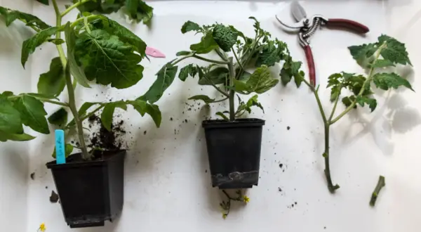 Tomater förbereds för omplantering. En sekatör ligger redo för att klippa tomater och ge dem ny tillväxt.