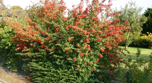 Eine üppige Feuerdorn-Hecke mit leuchtend roten Beeren, die sich entlang eines Zauns erstreckt.