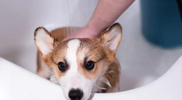 A cute corgi gets a soothing oatmeal bath in a white tub, looking a bit unsure but enjoying the pampering.